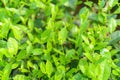 Fresh green tea leaves and buds in a tea plantation in morning Royalty Free Stock Photo