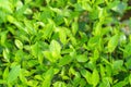 Fresh green tea leaves and buds in a tea plantation in morning Royalty Free Stock Photo