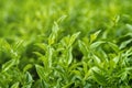 Fresh green tea leaves and buds in a tea plantation in morning