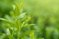 Fresh green tea leaves and buds in a tea plantation in morning Royalty Free Stock Photo