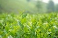 Fresh green tea leaves and buds in a tea plantation in morning Royalty Free Stock Photo