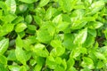 Fresh green tea leaves and buds in a tea plantation in morning Royalty Free Stock Photo