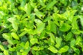 Fresh green tea leaves and buds in a tea plantation in morning Royalty Free Stock Photo