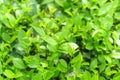 Fresh green tea leaves and buds in a tea plantation in morning Royalty Free Stock Photo