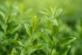 Fresh green tea leaves and buds in a tea plantation in morning