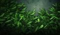 Fresh green tea leaves with drops of morning dew Royalty Free Stock Photo