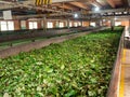 Fresh green tea leaves drying on the conveyor belt at old tea factory in Sri Lanka Royalty Free Stock Photo