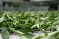 Fresh green tea leaves in drying processing, farm production factory Royalty Free Stock Photo
