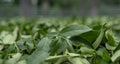 Fresh green tea leaves in drying processing, farm production factory Royalty Free Stock Photo