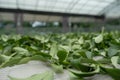 Fresh green tea leaves in drying processing, farm production factory Royalty Free Stock Photo