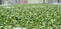 Fresh green tea leaves in drying processing, farm production factory Royalty Free Stock Photo