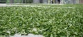 Fresh green tea leaves in drying processing, farm production factory Royalty Free Stock Photo