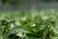 Fresh green tea leaves in drying processing, farm production factory Royalty Free Stock Photo