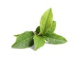 Fresh green tea leaves isolated