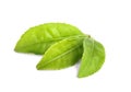 Fresh green tea leaves isolated Royalty Free Stock Photo