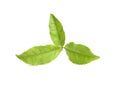 Fresh green tea leaves isolated Royalty Free Stock Photo