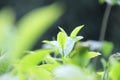 Fresh green tea leaves on kuneer hill, Malang - Indonesia