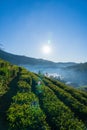 Fresh green tea leaves in the morning forest and green nature park and beautiful Sunlight and flare background concept Royalty Free Stock Photo