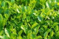 Fresh green tea leaves in tea plantation in morning