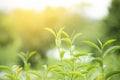 Fresh green tea leaves. Green tea plantations in morning sunrise.Freshness organic tea garden for background Royalty Free Stock Photo