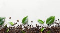 Fresh green tea leaves and roasted coffee beans on white background Royalty Free Stock Photo