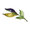 Fresh green tea leaves. Watercolor background illustration set. Isolated tea leaf illustration element. Royalty Free Stock Photo