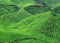 Fresh green tea plantation Royalty Free Stock Photo