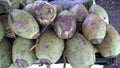 Fresh green tender coconut, coconuts, Cocos nucifera is a member of the palm tree family