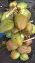 Fresh green tender coconut, coconuts, Cocos nucifera is a member of the palm tree family