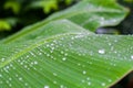 Fresh green textured banana leaf with rain drops for natural background close up Royalty Free Stock Photo