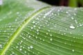 Fresh green textured banana leaf with rain drops for natural background close up Royalty Free Stock Photo