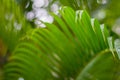 Fresh green textured banana leaf with rain drops for natural background close up Royalty Free Stock Photo