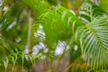 Fresh green textured banana leaf with rain drops for natural background close up Royalty Free Stock Photo