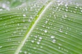 Fresh green textured banana leaf with rain drops with selective focus for natural background close up Royalty Free Stock Photo