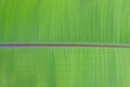 Fresh green textured banana leaf with selective focus for natural background close up