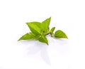 Fresh green thai basil herb leaves Royalty Free Stock Photo