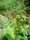 Fresh green thick grass leaves between dry tree branches and piles of moss stones and soil behind the house Royalty Free Stock Photo