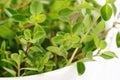 Fresh green thyme