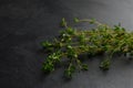 Fresh green thyme bunch on dark background. Selective focus. Royalty Free Stock Photo