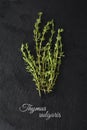 Fresh green thyme on dark slate and the Latin name: Thymus vulga Royalty Free Stock Photo