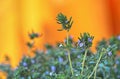 Fresh green thyme herbs isolated on a orange background Royalty Free Stock Photo