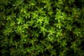 Fresh green thyme leaves filling the entire frame, fresh herbs, generative AI