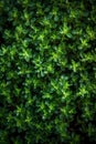 Fresh green thyme leaves filling the entire frame, fresh herbs, generative AI