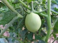 Fresh green Tomato 2021