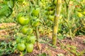 Fresh green tomato a growing Royalty Free Stock Photo