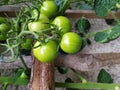 Fresh green tomato plant growing Royalty Free Stock Photo