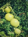 Fresh green tomatoes. Agriculture concept. Green tomatoes growing