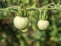 Fresh green tomatoes. Agriculture concept. Green tomatoes growing