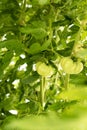 Fresh Green Tomatoes on a branch in a garden Royalty Free Stock Photo