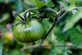 Fresh green tomatoes growing fresh on the vine Royalty Free Stock Photo